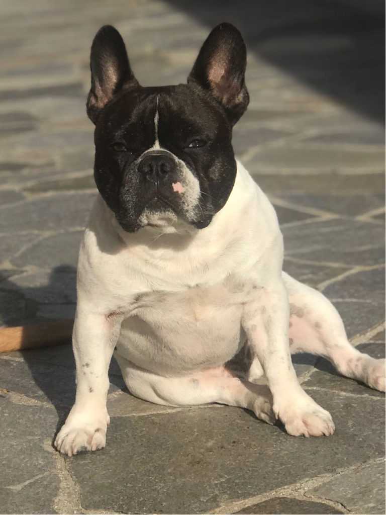 oreo