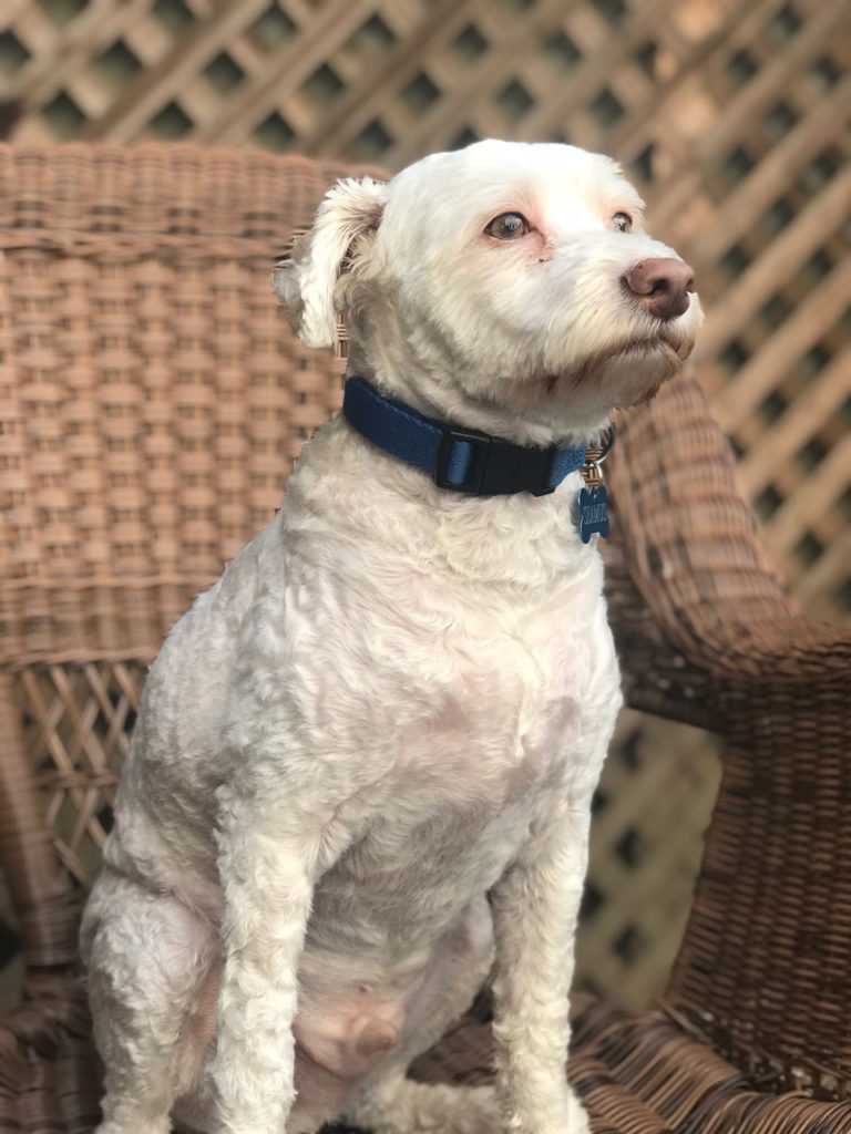 seamus