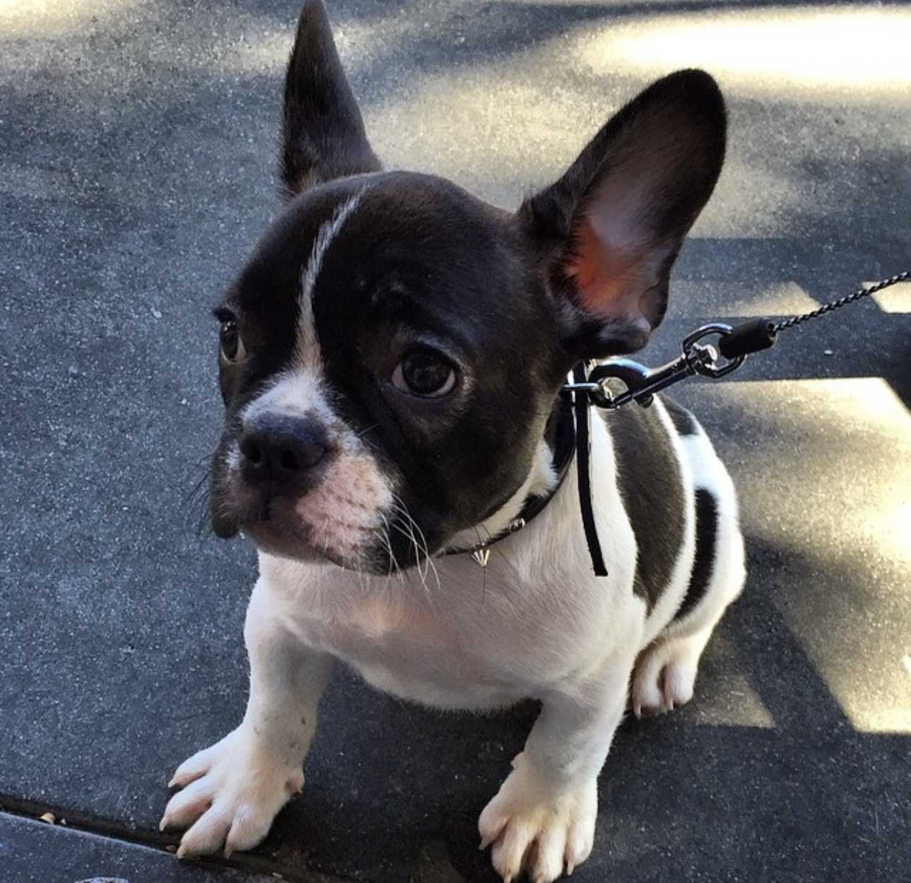Oreo, the recovery support dog at The Last House Sober Living as a puppy.